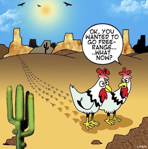 Image result for free range cartoons | Meat shop, Stuffed whole chicken, Juicing lemons Image result for free range cartoons | Meat shop, Stuffed whole chicken, Juicing lemons