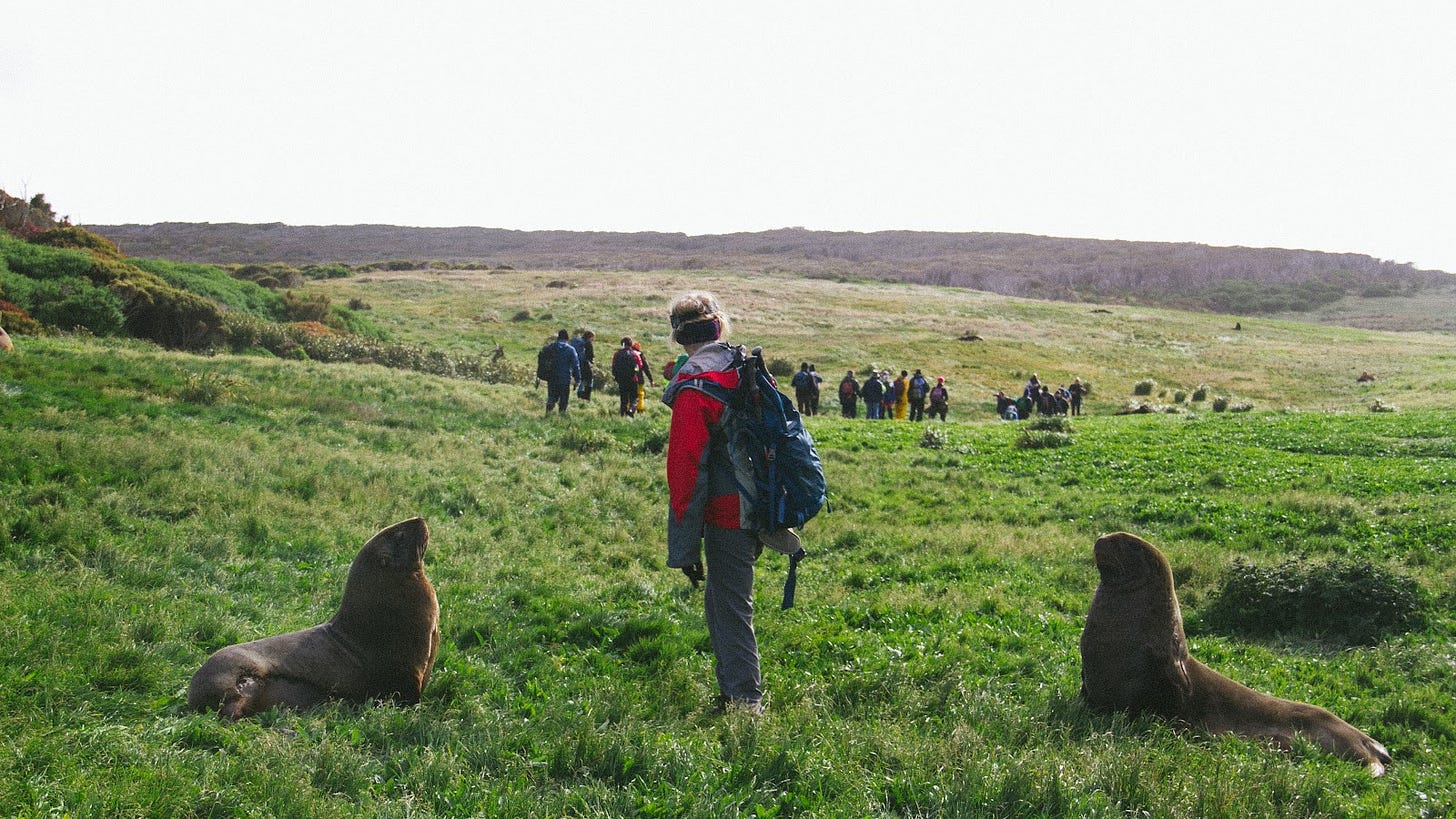 A photograph with two sea lions in the foreground, sandwiching a person in between them. The person is looking away, to the rest of the party walking away safely. A photograph with two sea lions in the foreground, sandwiching a person in between them. The person is looking away, to the rest of the party walking away safely.