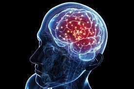 Anatomy of the Brain: Structures and ... Anatomy of the Brain: Structures and ...