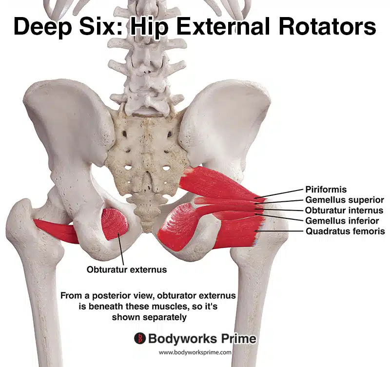 Posterior pelvis and hip view showing the deep six hip ER muscles. Posterior pelvis and hip view showing the deep six hip ER muscles.