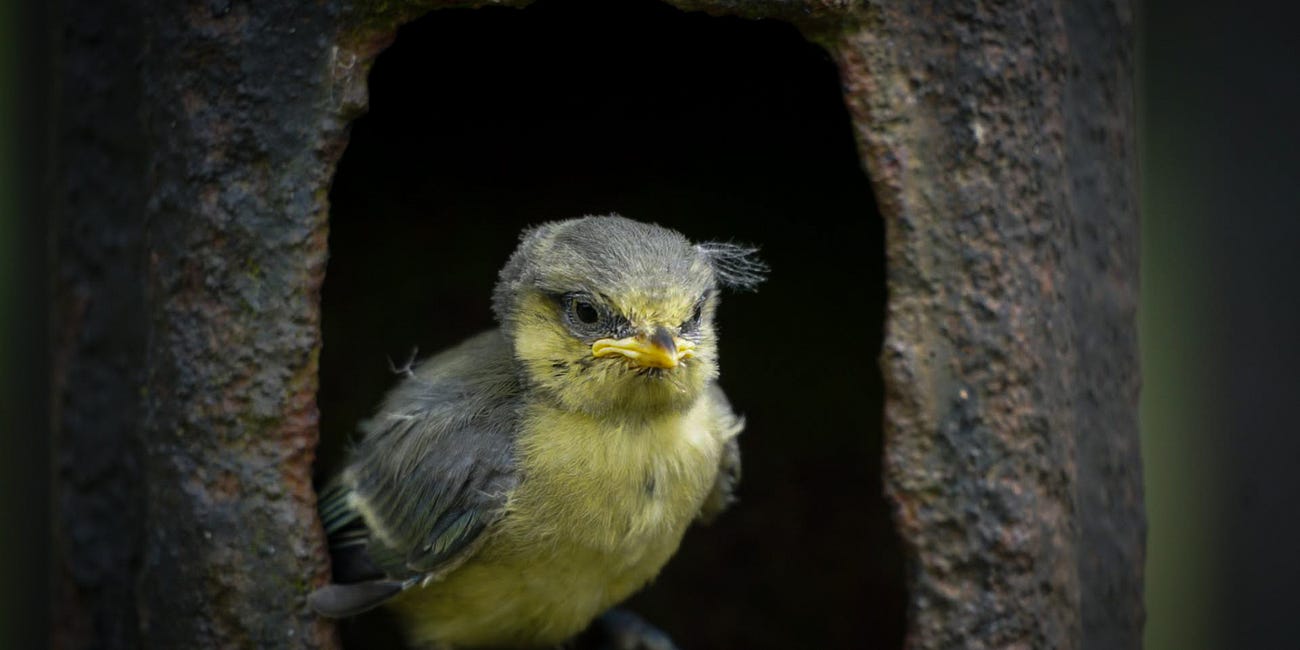 Birdwatching Bliss 
