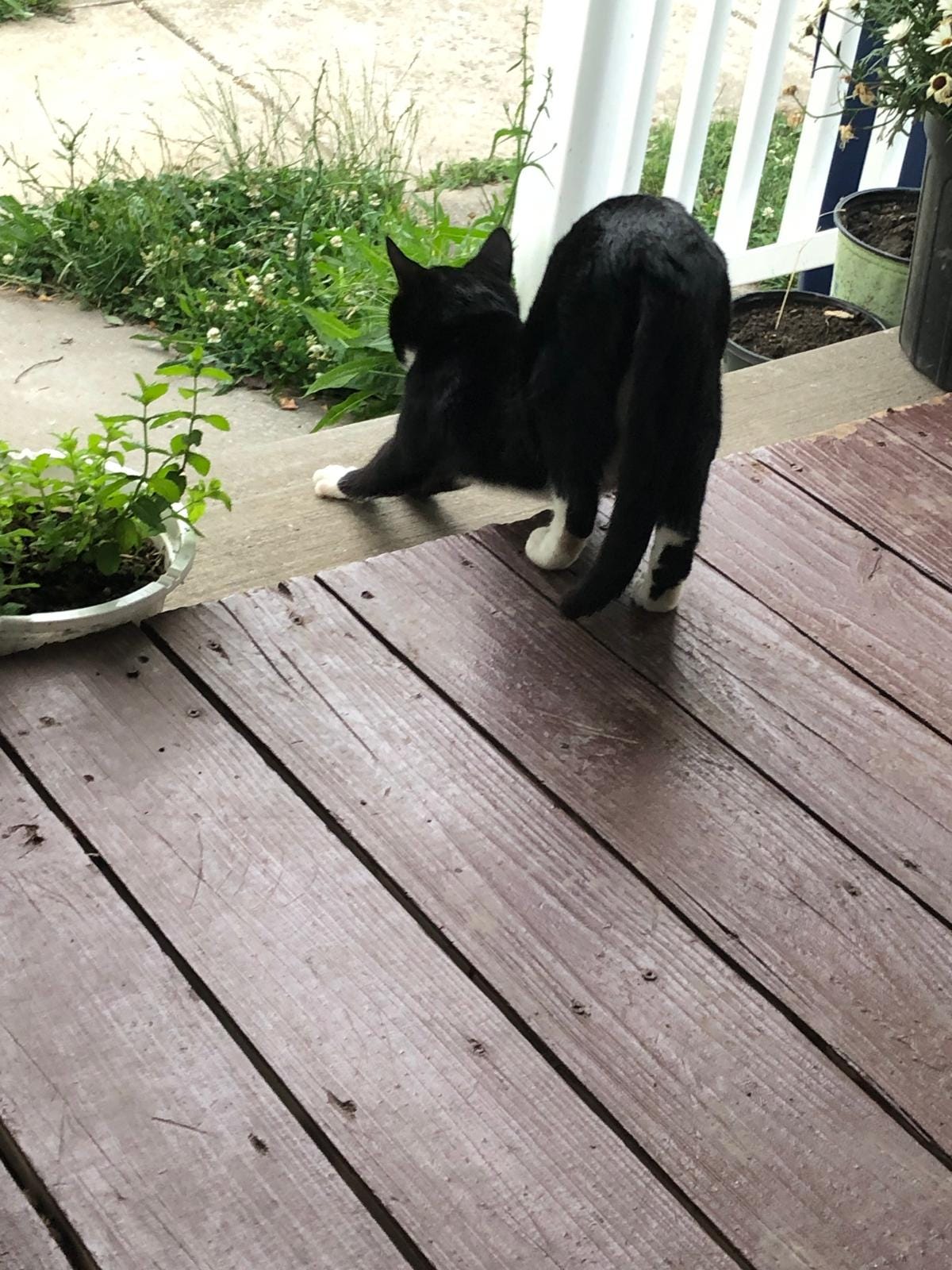 A black and white cat who frequently visits our front porch stretches on our steps between potted plants lining the stairs.