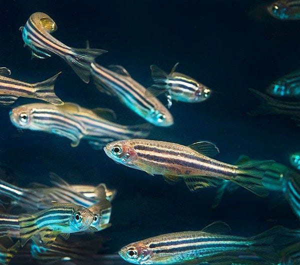 Zebra Danio for Sale | Shipped from Sydney