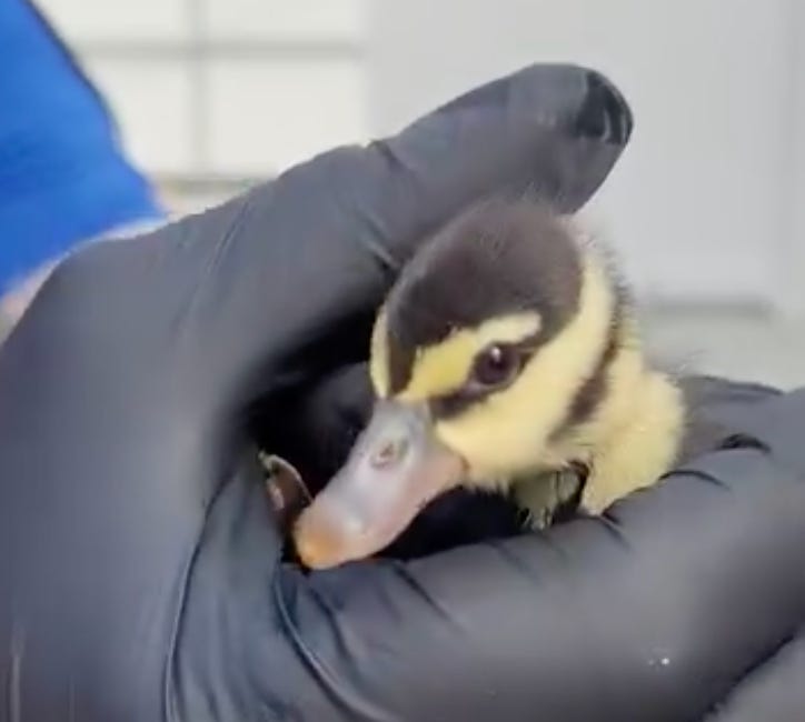Duck Family Safely Reunited After Bradenton Police Rescue Seven Ducklings from Sewer