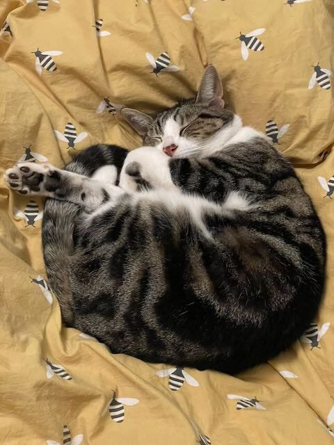 A tabby and white cat asleep on a yellow duvet