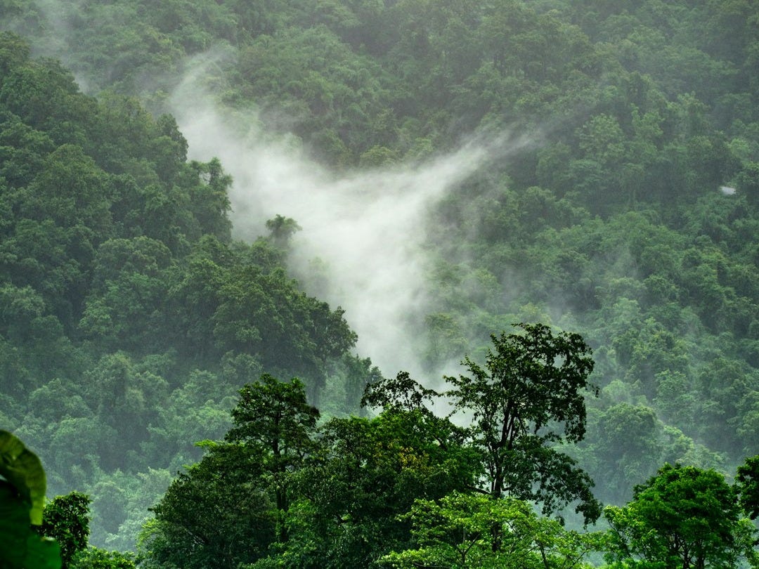 Amazonie brésilienne : la déforestation chute de 11 % en un an, un record en 11 ans !