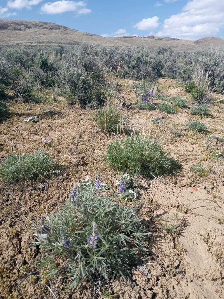 Photo 17: Lupinus nevadenses with Calochorthus spp. pattern between mature sagebrush