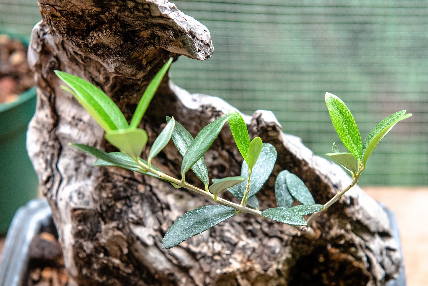 Image description: closeup photo of my olive tree. End image description.