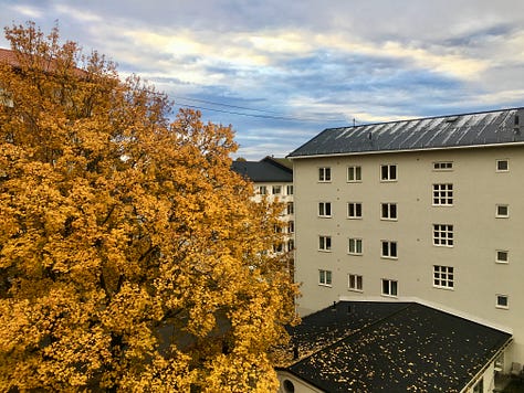 Images of vibrantly-colored autumn leaves in Oslo.