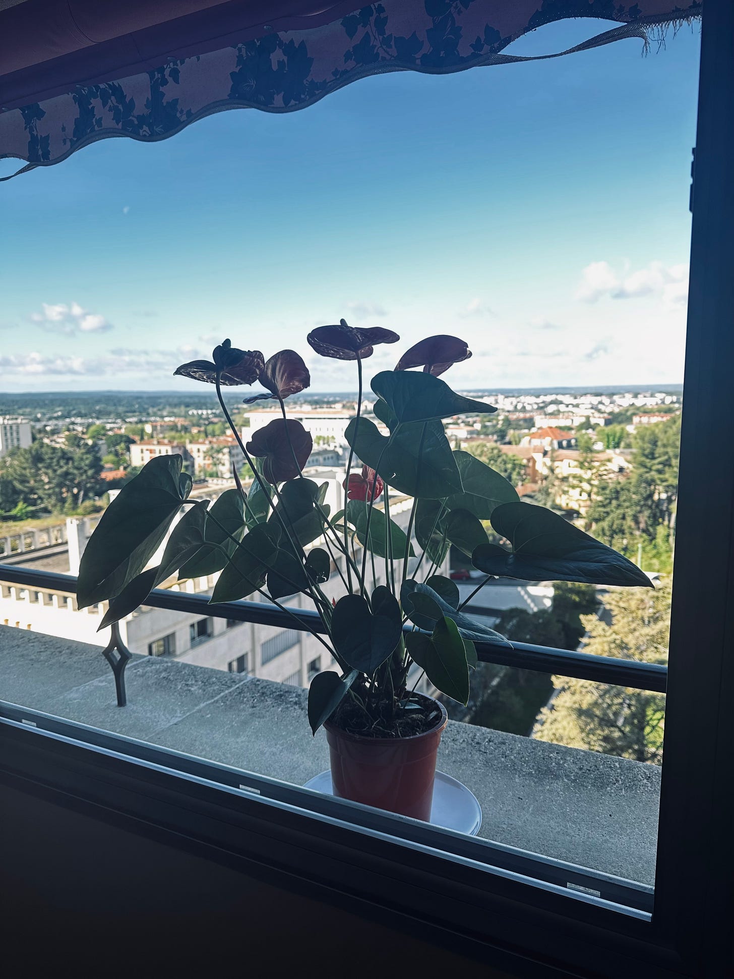 Potted plant on a balcony in Aix-en-Provence overlooking a residential neighborhood, taken during a month-long slow travel stay.