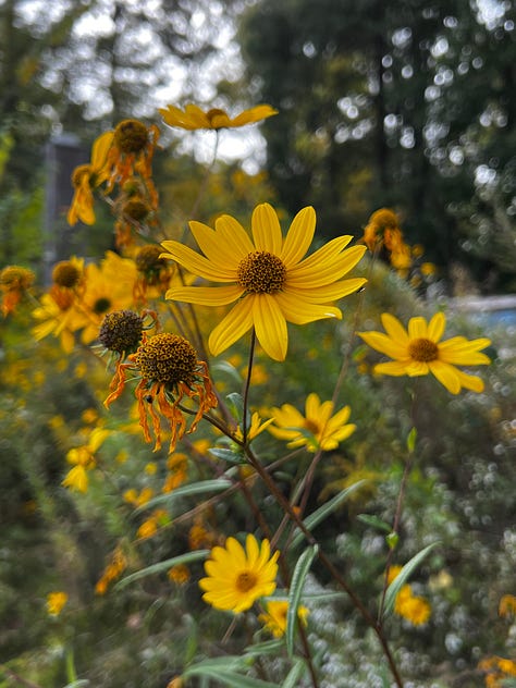 flowers frm the birmingham botanical gardens