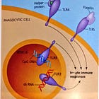 TLR5 Diseases from deliberate use of Bacterial Flagellin in Jabs