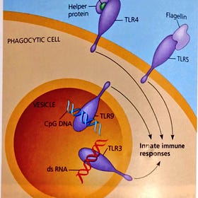 TLR5 Diseases from deliberate use of Bacterial Flagellin in Jabs