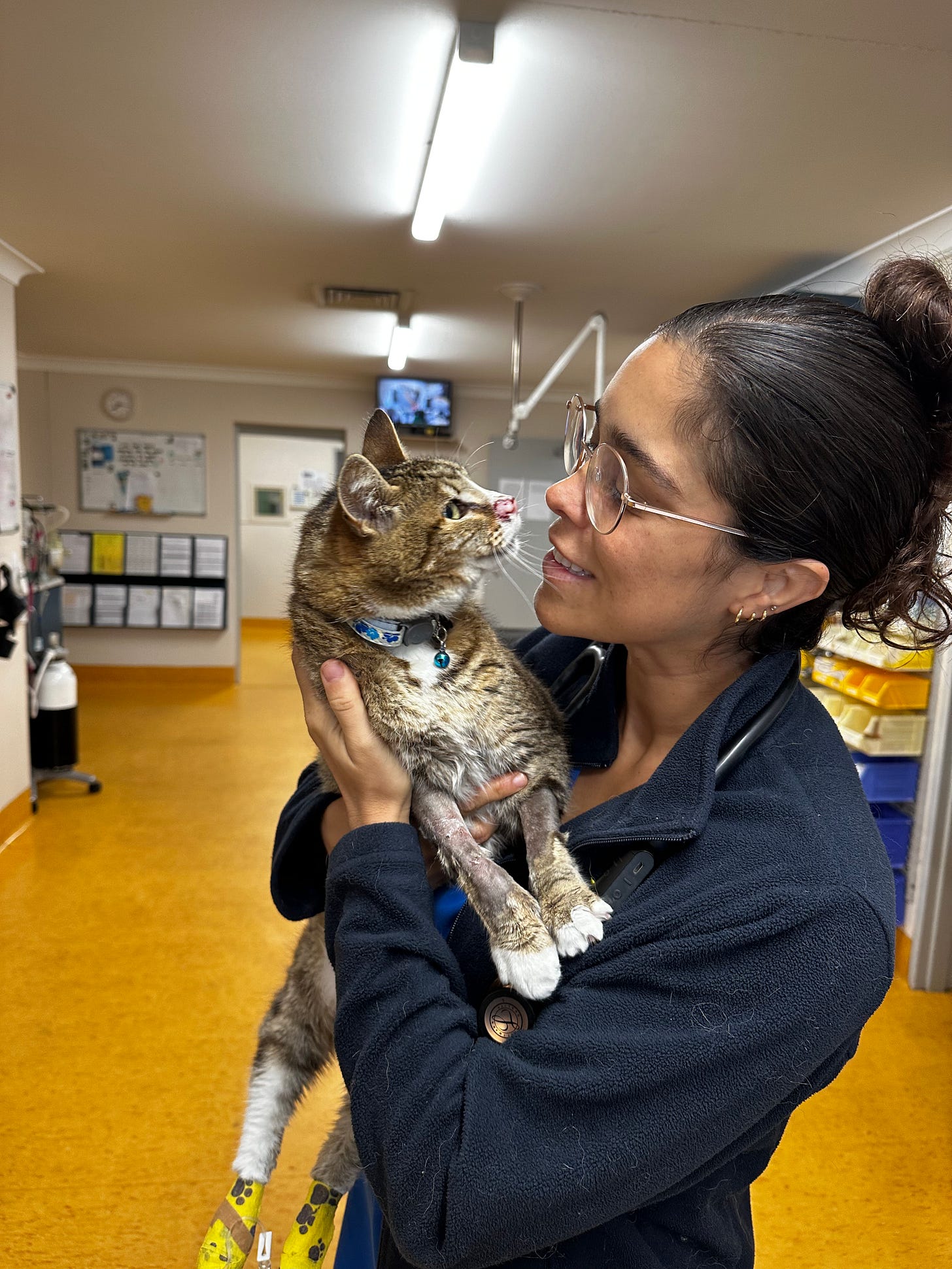 Everything about the Australian vet exam, Australian veterinary exam preparation, A Step-by-Step Guide to Ace Your Australian Veterinary Exam: Expert Tips and Strategies