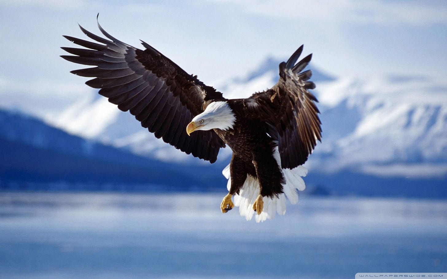 Bald Eagle