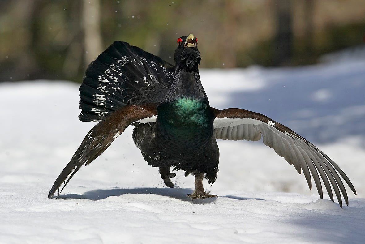 Western Capercaillie - Tetrao urogallus