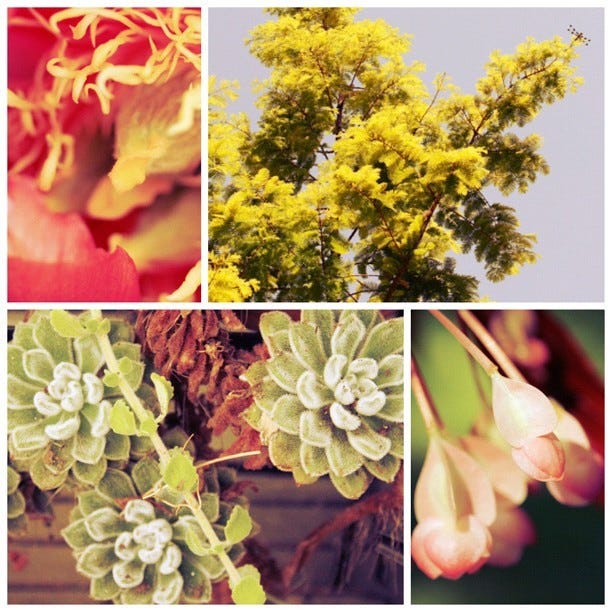 #picstitch #maine #summer #green #pink #trees #dragonfly #peony #begonia #redwood #succulent #byron #boothbay #ilovemyjob