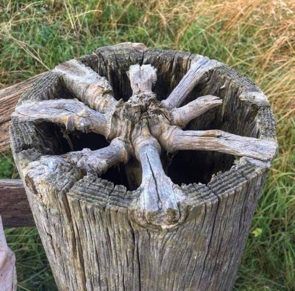 What knots in wood look like from the inside. What knots in wood look like from the inside.