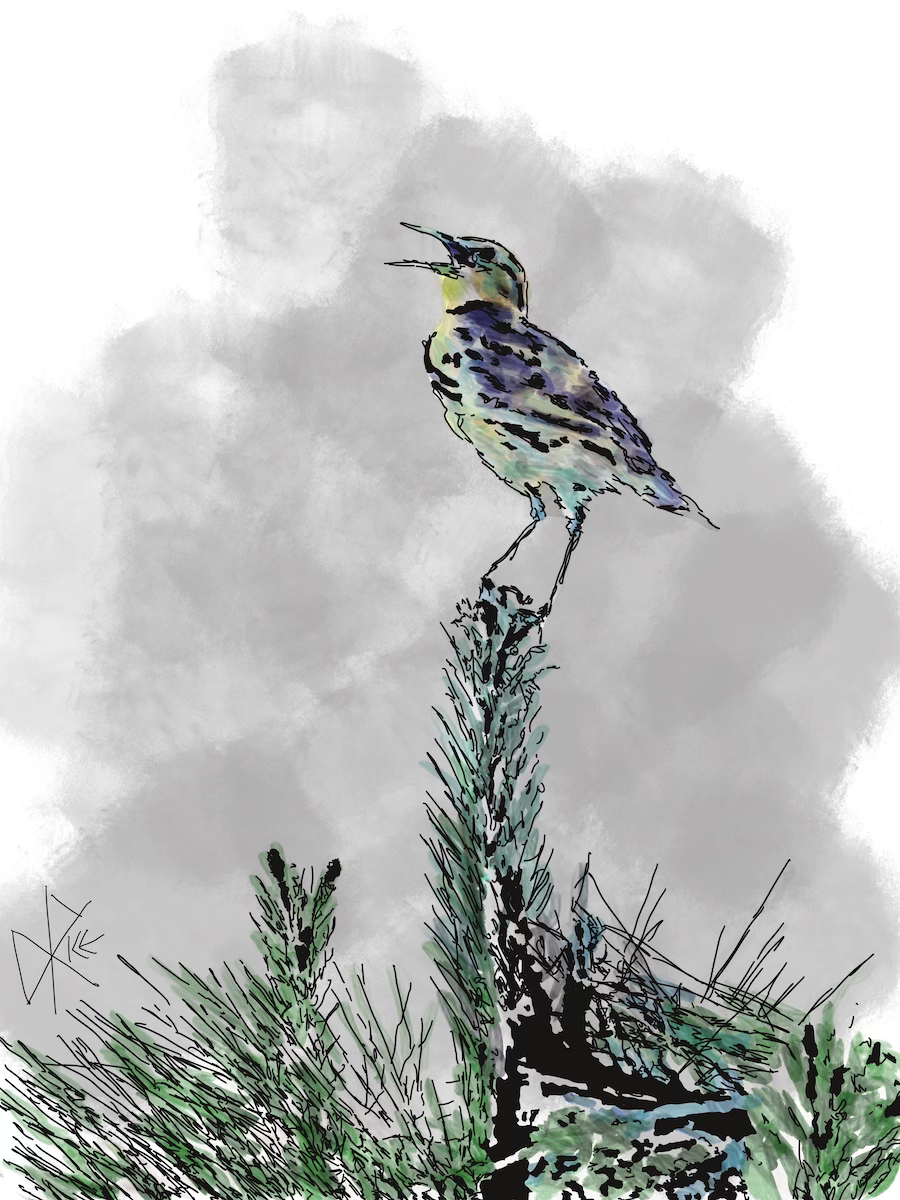 A western meadowlark melodically seeking attention while perched at the very top of a coniferous tree. Sketch art by Don Rice. A western meadowlark melodically seeking attention while perched at the very top of a coniferous tree. Sketch art by Don Rice.