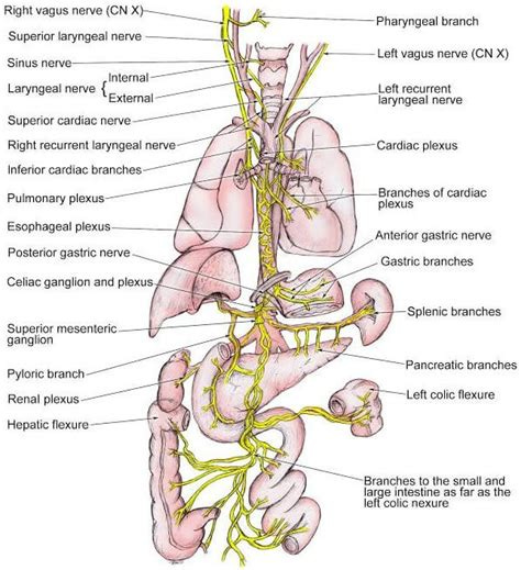 Vagus Nerve - Location, Stimulation, Disorders and Test