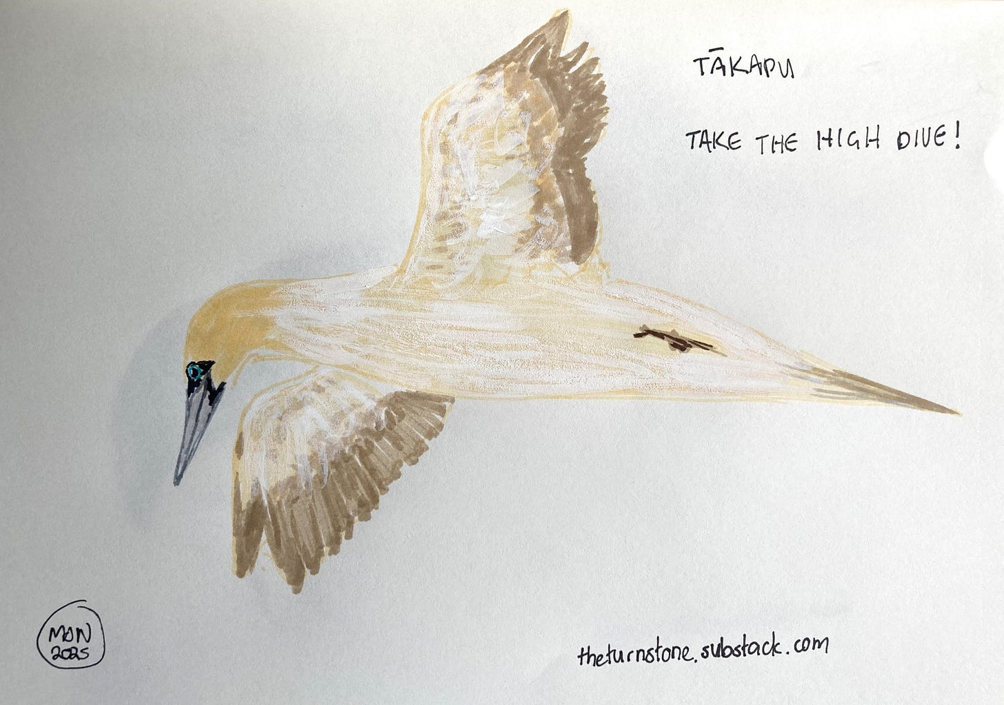 Cream and brown seabird with yellow head and blue around eyes, caption take the high dive