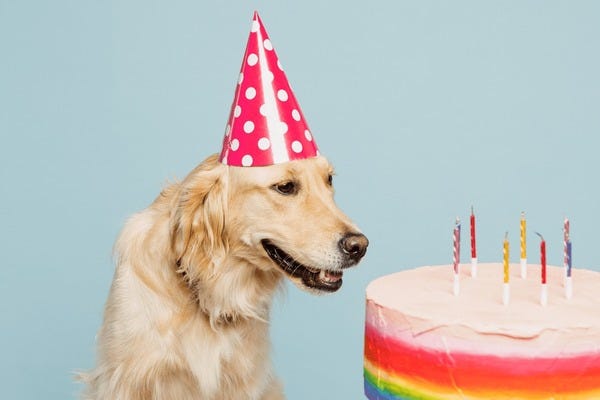2,136 Dog Eating Birthday Cake Royalty-Free Images, Stock Photos & Pictures  | Shutterstock