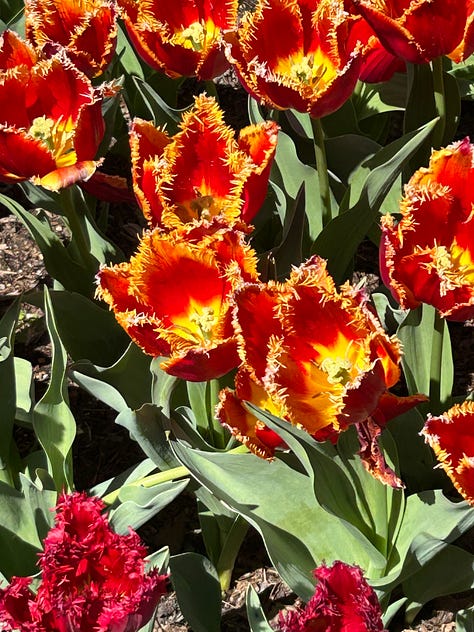 Six flowers, three orange, two purple and one red and yellow