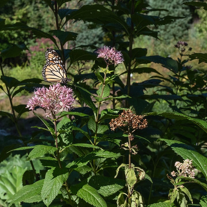 Diptych: Left and right contain close up of large pink flowers. On the left, a black and orange butterfly eats on a flower, only one wing showing; On the right, an orange and black with gray spotted moth eats, also with its wing raised.
