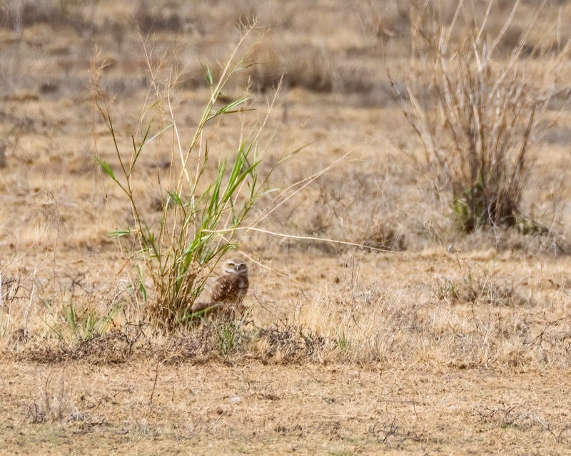 20260716-BurrowingOwl-332-Edit.jpg