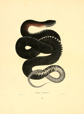 Old drawings of insects and reptiles