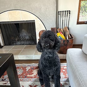 Contrarian Pet of the Week