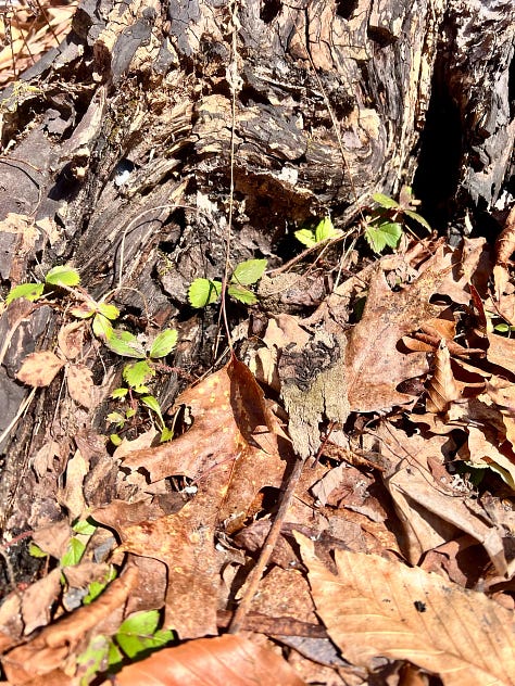 Green moss against white snow; a brown dog sniffing moss; green strawberry leaves against dark stump.