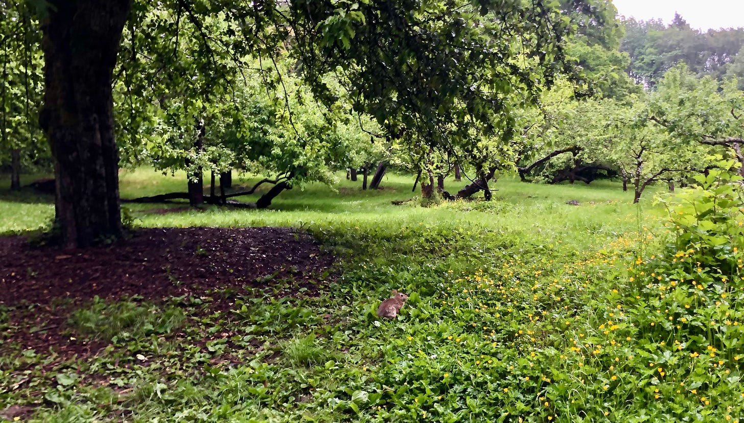 Bunny-in-Orchard