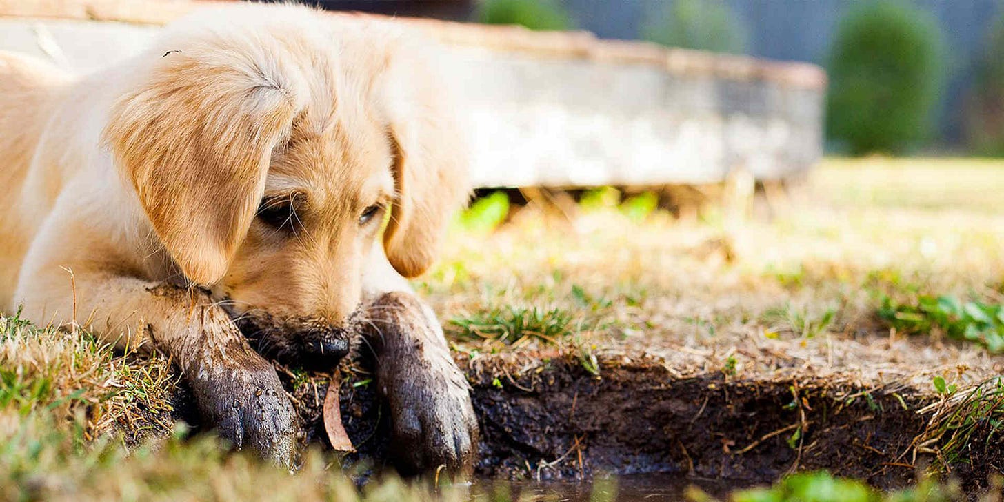 Why Is My Dog Digging In The House