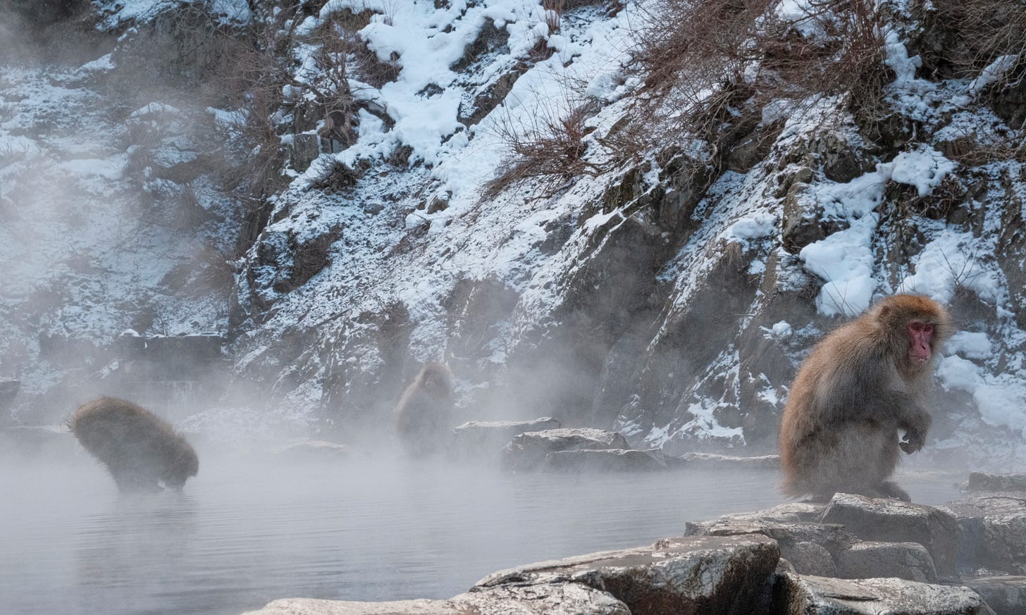 a group of snow monkeys in the mist at Jigokudani Monkey Park in Nagano, Japan