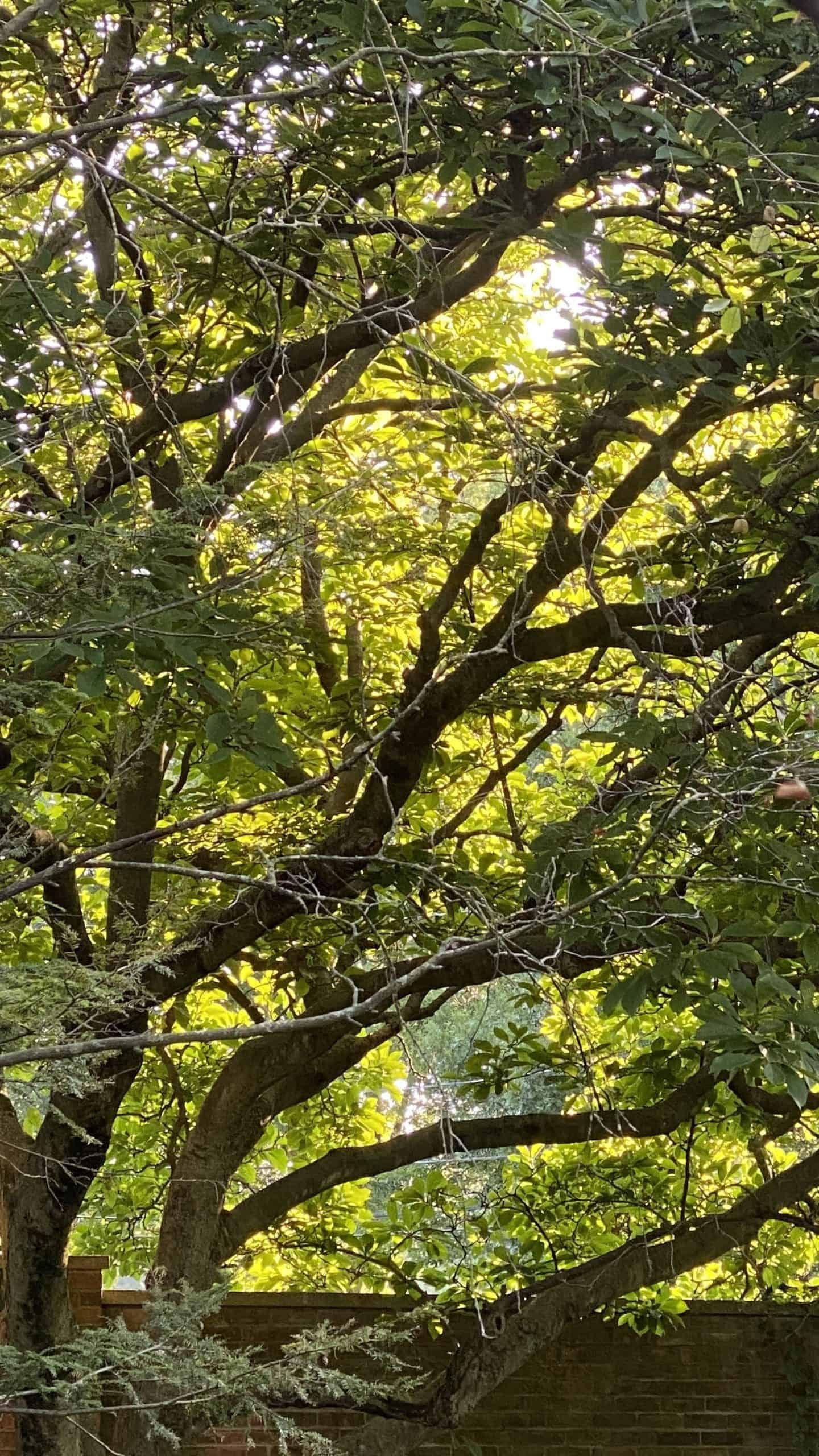 A sunlit view through the branches of a leafy green tree, showcasing a vibrant natural scene, My Forever Son, Healing from Grief: Nature's Resilience and Hope