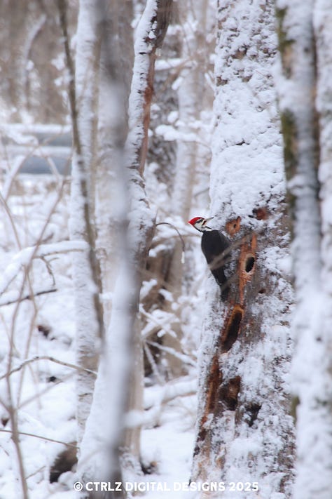 A collection of 9 images celebrating winter with deer, ducks, eagles, squirrels, and other scenic images