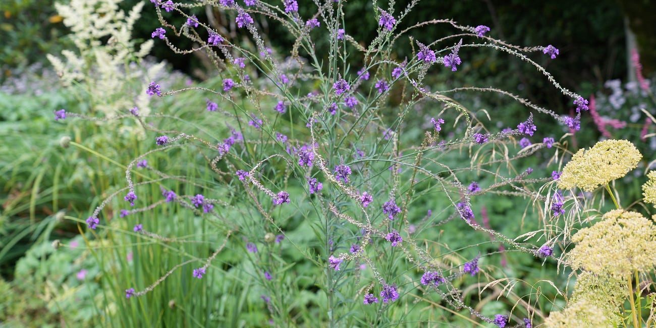 10 essential plants for mid-September