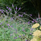 10 essential plants for mid-September