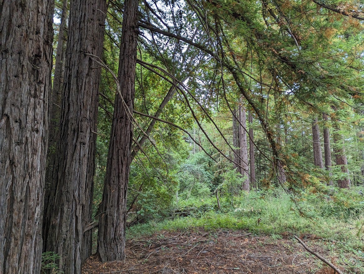 Redwood Forest