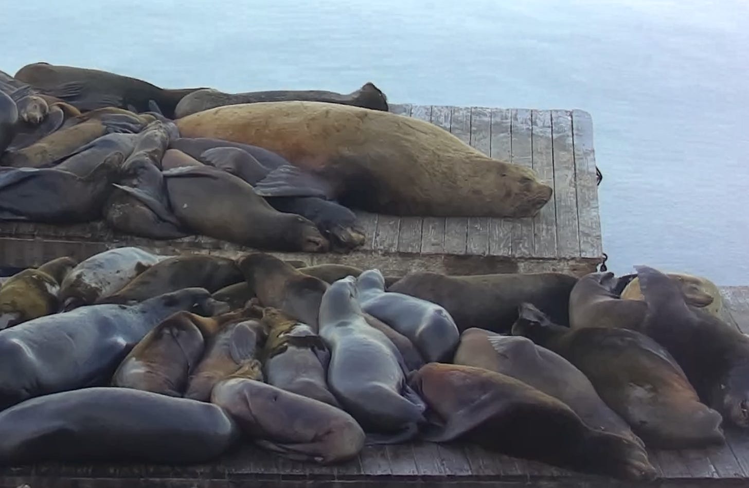 r/sanfrancisco - Chonkers the steller sea lion is back