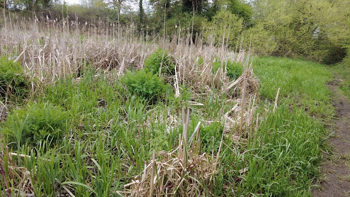 Views of the countryside on my walk at Rowde Devizes.