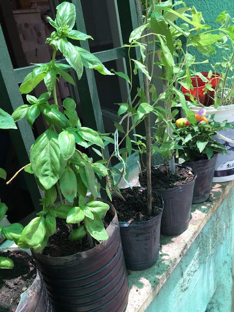 Huerta Albahaca Huerta Albahaca