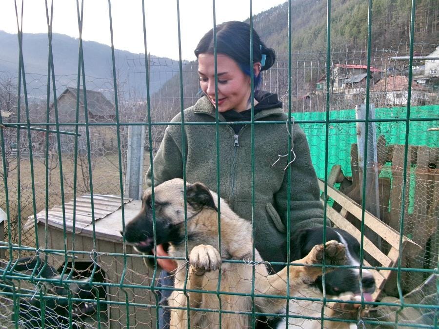 Dog Shelter Volunteering in Romania