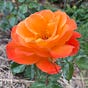 Dharma Rose's avatar