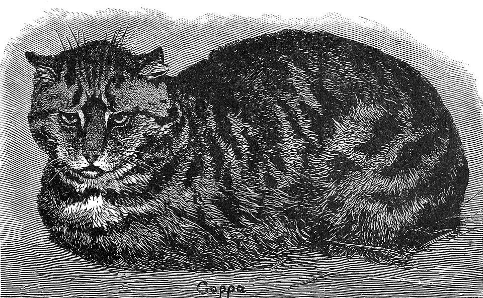 File:PSM V37 D105 English tabby cat.jpg