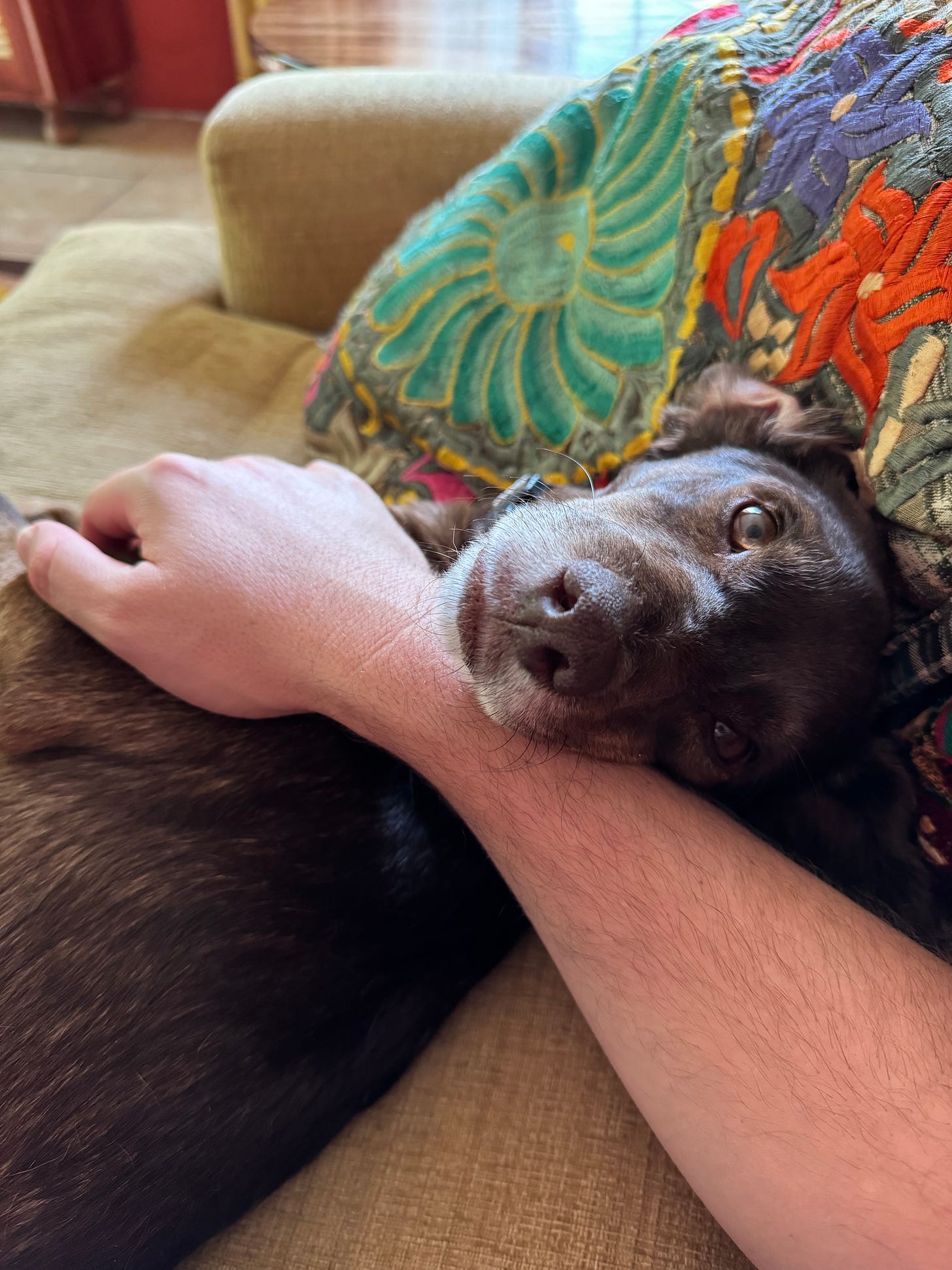 Our dog Loo sitting on the couch looking at me. My arm is around him.