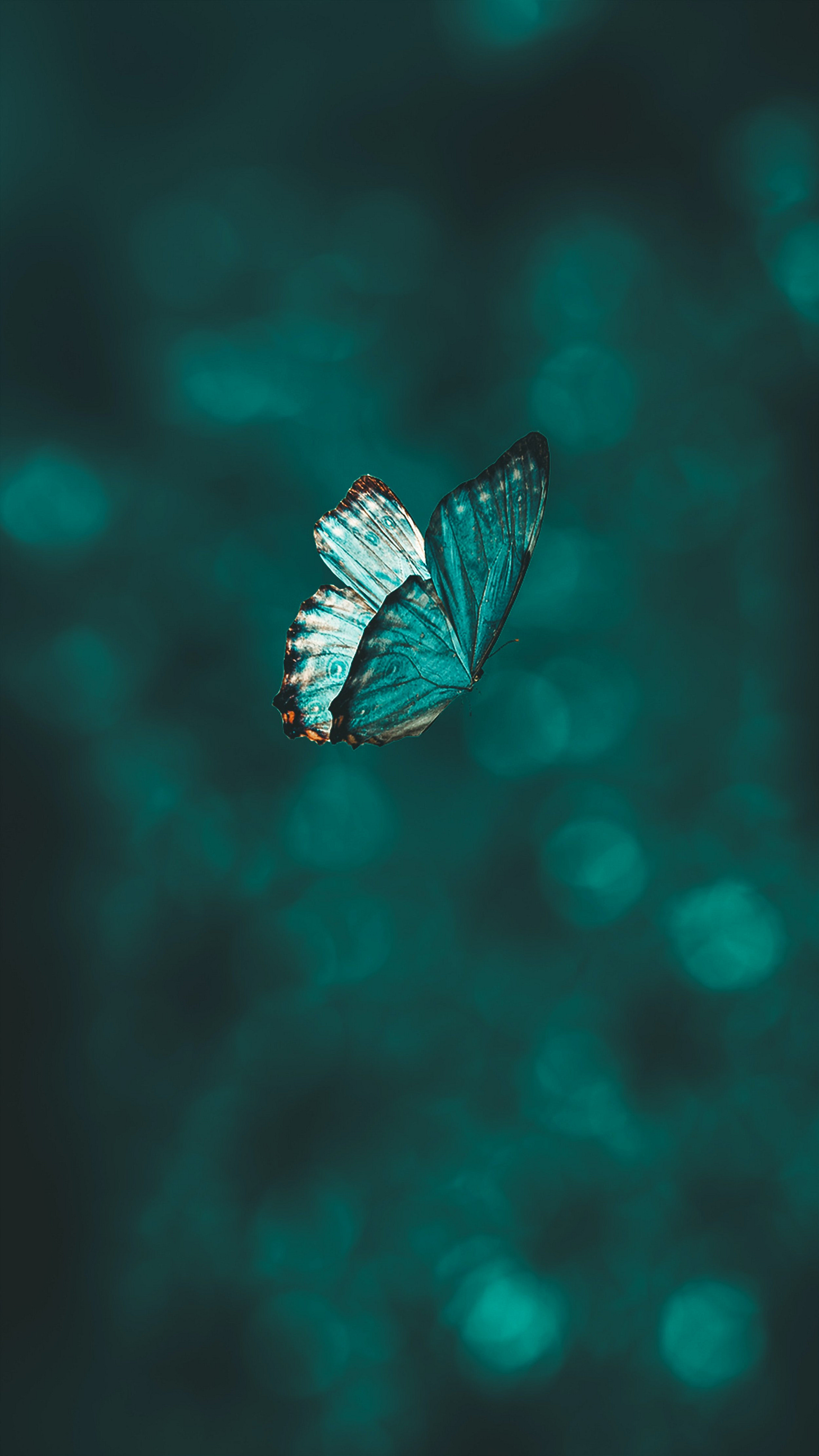 Image of butterfly represents going through the change of perimenopause. Jessika Fruchter, LMFT, offers specialized mental health treatment for perimenopause.