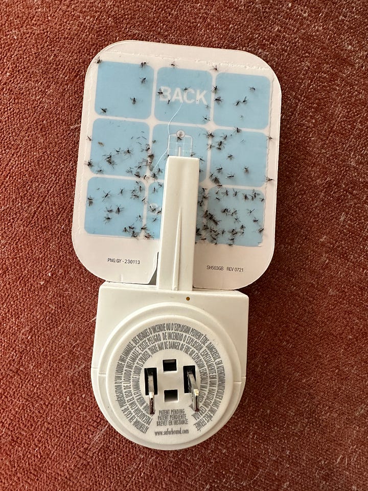 Safer Home bug catcher with many dead gnats stuck to it