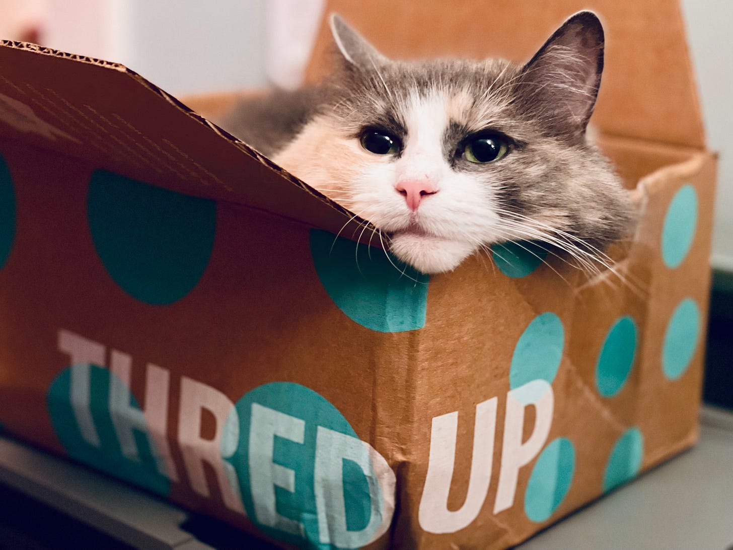 cat in a box